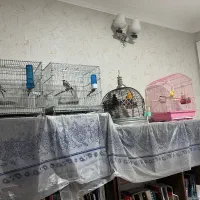 سهره و قناری