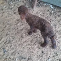 بره شیری|حیوانات مزرعه|بندر ماهشهر, |دیوار