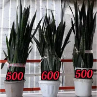 فروش گل سانسوریا