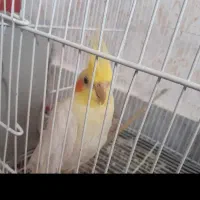 عروس هلندی