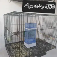 فروش فنچ زبرا کینگ اورج و گلدین|پرنده|ساوه, |دیوار