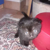 گربه اسکاتیش خاکستری رنگ ماده، با3 بچه گربه|گربه|تهران, آذری|دیوار