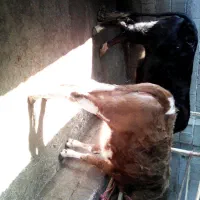 دو عده گاو ماده هلیشتاین