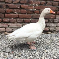 غاز|حیوانات مزرعه|بناب, |دیوار