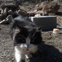 گربه مشکی|گربه|مرند, |دیوار