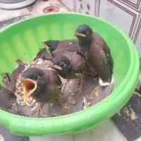 جوجه مرغ مینا