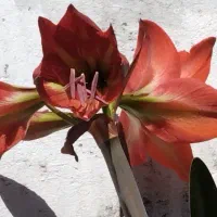 گل سیکاس و...