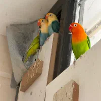 طوطی برزیلی مولد رو تخم و جوجه|پرنده|شیراز, شهرک پرواز|دیوار