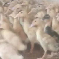 جوجه اردک پانزده روزه  معاوضه با خروس و غیره