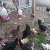 مرغ تخم گذار گردن لختی|حیوانات مزرعه|اصفهان, عاشق‌آباد|دیوار