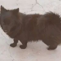 پامرین نروماده توله|سگ|مبارکه, |دیوار