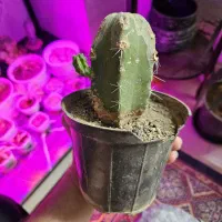 گل و کاکتوس ۲۰ تومن|گل و گیاه طبیعی|اراک, |دیوار