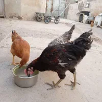 نوچه مرغ|حیوانات مزرعه|قم, تعویض پلاک|دیوار