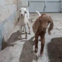 بزغاله افقانی نر