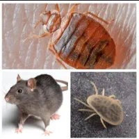 سم پاشی و ضد عفونی منازل مسکونی|خدمات نظافت|آبادان, |دیوار