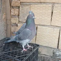 کفتر|پرنده|یزد, |دیوار