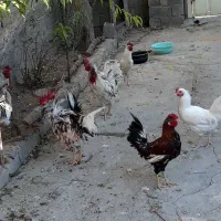 ۱۳عدد خروس خوشگل وسالم گلین باب داشت و نذر|حیوانات مزرعه|اسلام‌‌آباد غرب, |دیوار