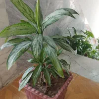 قیمت‌ها متفاوت|گل و گیاه طبیعی|جوانرود, |دیوار