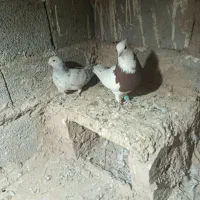 کبوتر|پرنده|سبزوار, باهنر|دیوار