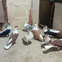 کبوترخال افغانی