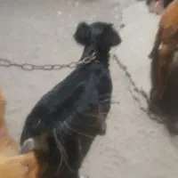 سگ پامر|سگ|میناب, |دیوار