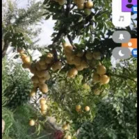 باغ ۱۳۵۰ متری صباشهر فوری فروشی|فروش خانه و ویلا|شهریار, اسکمان|دیوار