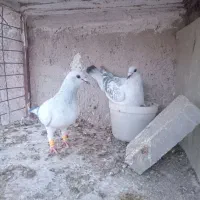 کفتر