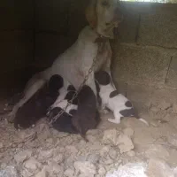 توله سگ شکاری