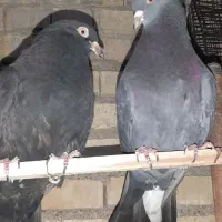 نر سبز چاپی|حیوانات|آبادان, |دیوار