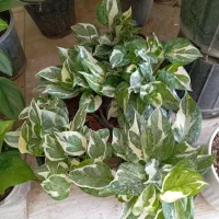 گل های آپارتمانی زیبا قیمت مناسب|گل و گیاه طبیعی|سبزوار, رضوی|دیوار