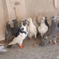 کفتر پلاکی|پرنده|شیراز, پانصد دستگاه ارتش|دیوار