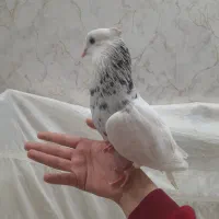 کفتر طوقی هفت رنگ کاملا دستی