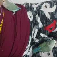 یک جفت طوطی برزیلی|پرنده|رودهن, |دیوار