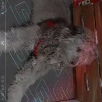 سگ شیتزو|سگ|قدس, شهرقدس|دیوار