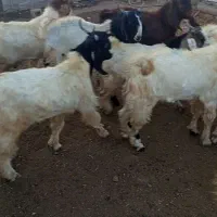 کهره نر بره بز میش قوچ|حیوانات مزرعه|کوار, |دیوار