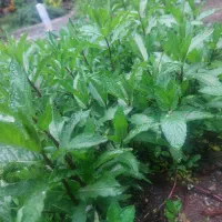 راننده جهت پخش با ماشین سواری