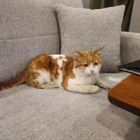 گربه|گربه|یزد, |دیوار