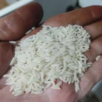 برنج طارم هاشمی امساله|خوردنی و آشامیدنی|قائمشهر, |دیوار