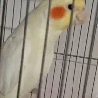 پرنده عروس هلندی
