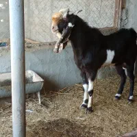 فروش نربز پاکستانی