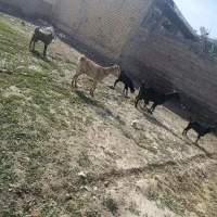 ۴عددبز|حیوانات مزرعه|داراب, |دیوار