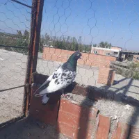 کبوتر ماده سینه سیاه قریب گیری