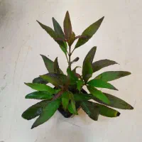 گیاهان آکواریومی آبزی|ماهی|قم, دورشهر|دیوار