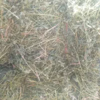 یونجه|لوازم جانبی حیوانات|زاغه, |دیوار