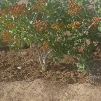 فروش باغ پسته ثمری