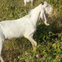 بز پاکستانی رودان
