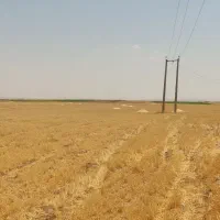 کاه کردستان|لوازم جانبی حیوانات|آفتاب, |دیوار