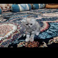 پرشین. اسکاتیش