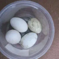 فروش تخم غاز نطفه دار