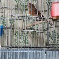 سهره|پرنده|تهران, جوادیه تهرانپارس|دیوار